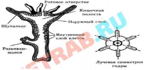 Кракен ссылки онлайн